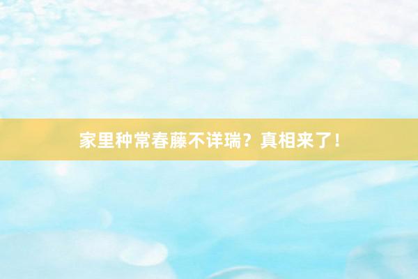 家里种常春藤不详瑞？真相来了！